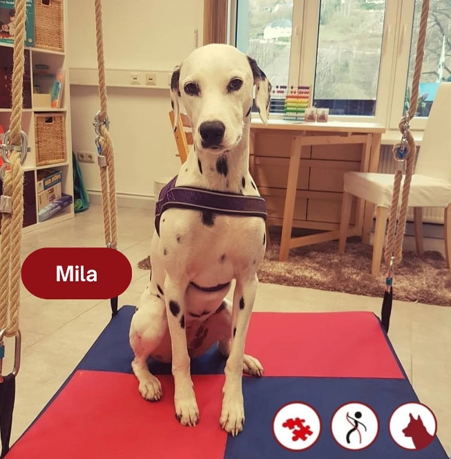 Mila-Therapiehund-Praxisinhaberin